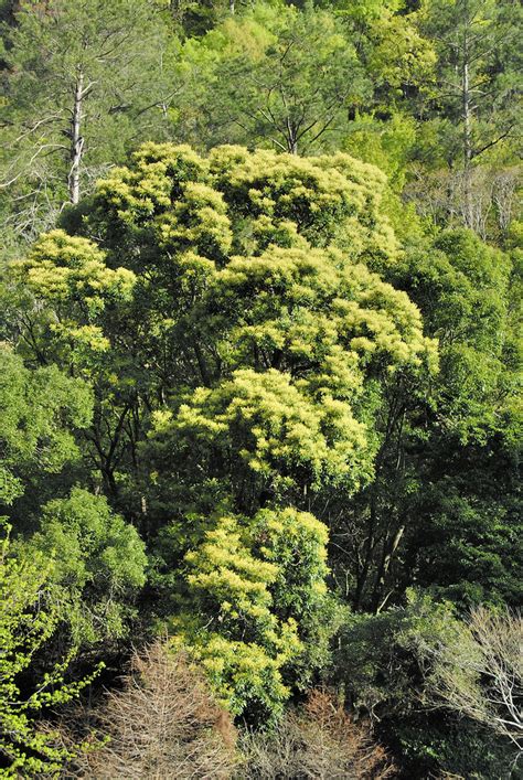 楨楠屬|楨楠屬 (Machilus 屬) 愛自然